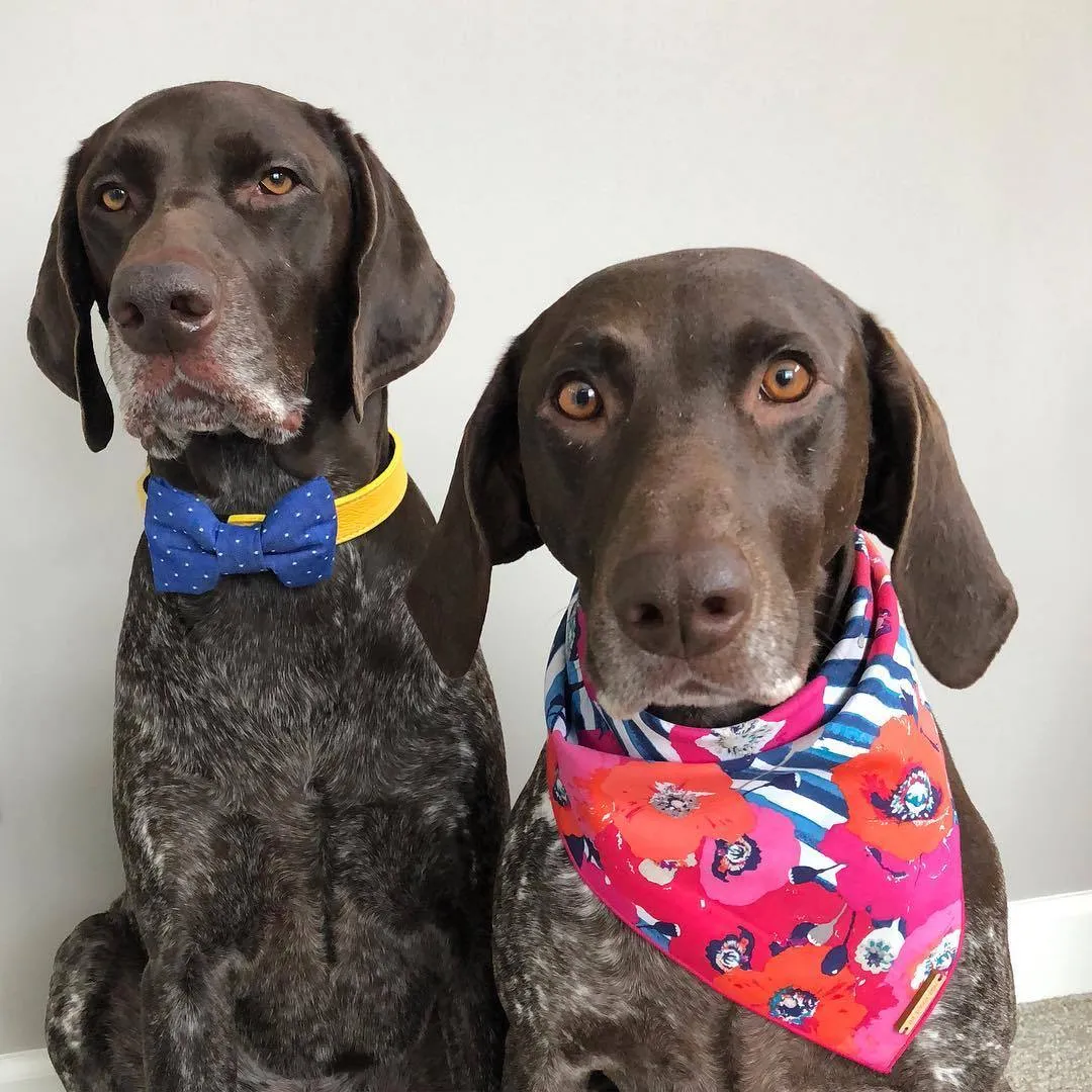 Dog and Cat Bandana: Water Colour Poppies
